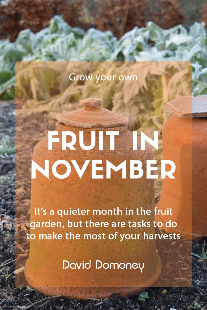 Top grow your own fruit in November