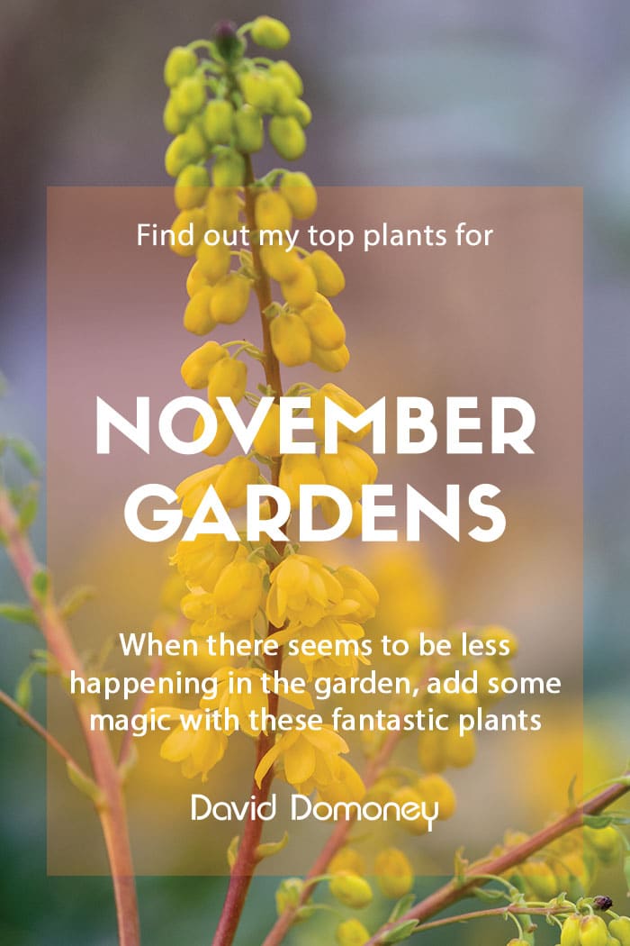 Top ten plants for November gardens