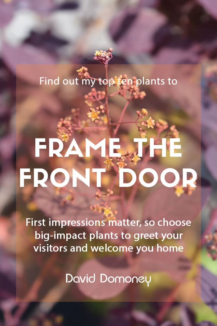 Top ten plants to frame the front door