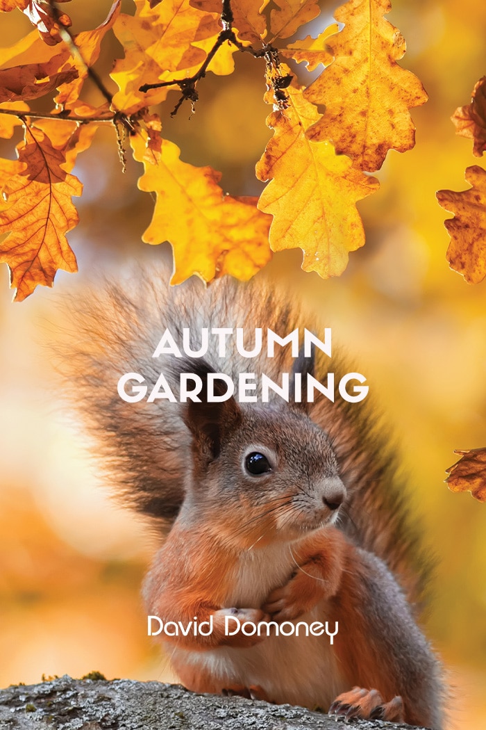 Autumn gardening feature squirrel and acorns