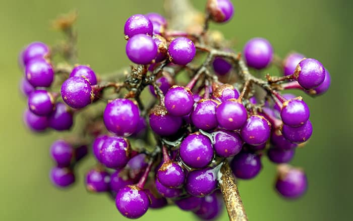 Lavender-sprigs-in-lemon-drink