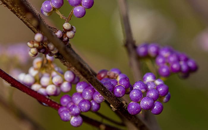 Lavender-sprigs-in-lemon-drink