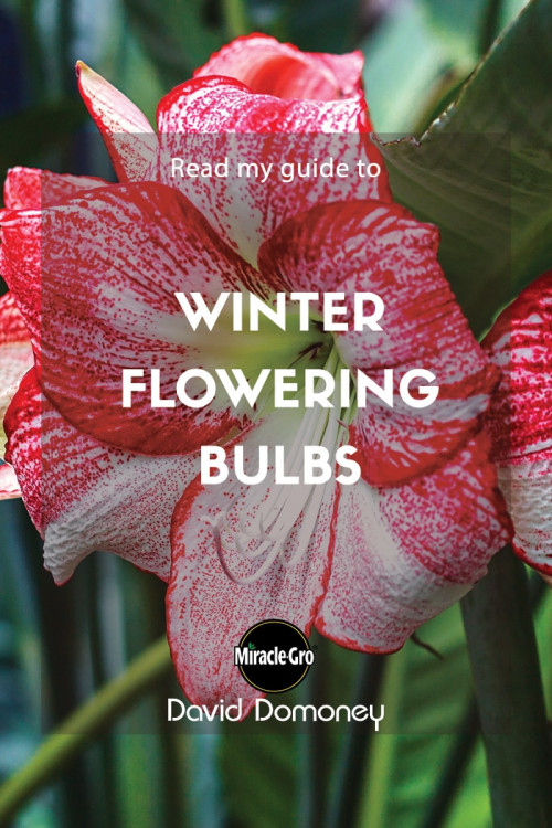 winter flowering bulbs - feature image