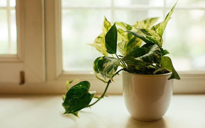 Devil's Ivy Care Guide: How to Grow a Gorgeous Golden Pothos