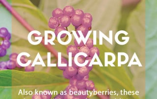 A guide to growing callicarpa