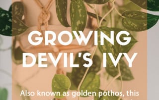 A houseplant guide to growing devil's ivy