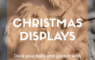 Plants for a purpose - Christmas displays