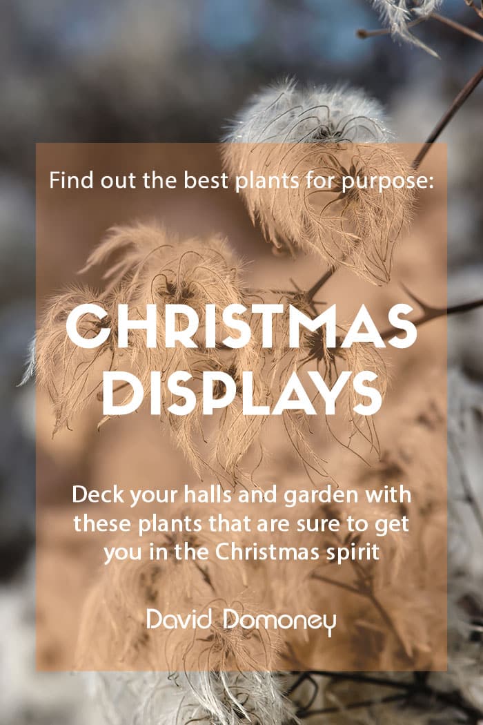 Plants for a purpose - Christmas displays