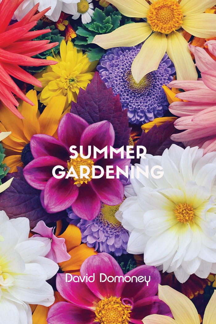 Summer gardening feature flowers
