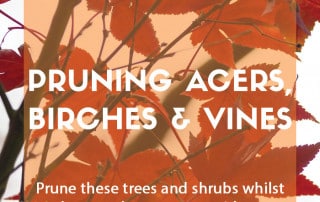 Top job for December - Pruning acers, birch and vines