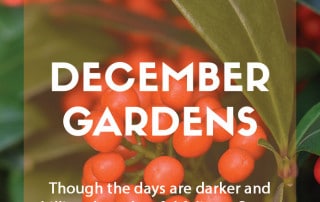 Top ten plants for December gardens