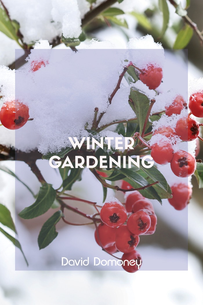 Winter gardening berries and snow feature