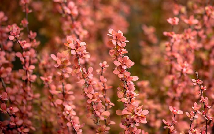 Rose-petal-salad-2