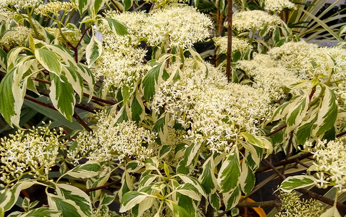 Cornus-controversa-‘Variegata’-(wedding-cake-tree) Lavender-sprigs-in-lemon-drink