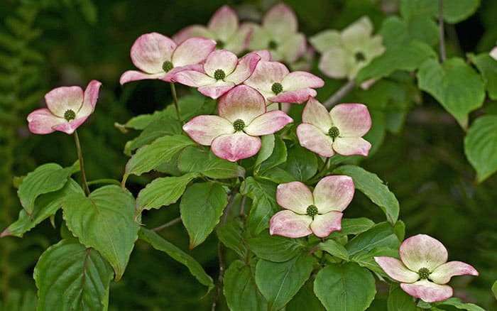 Cornus-kousa-(Japanese-dogwood)-‘Miss-Satomi’ Lavender-sprigs-in-lemon-drink