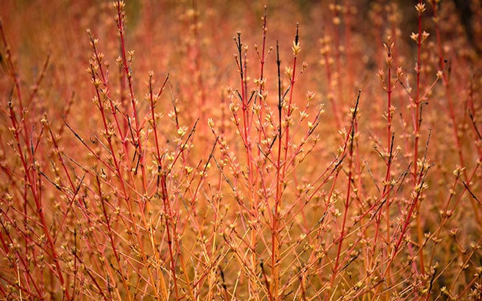 Cornus-sanguinea-‘Midwinter-Fire’ Lavender-sprigs-in-lemon-drink