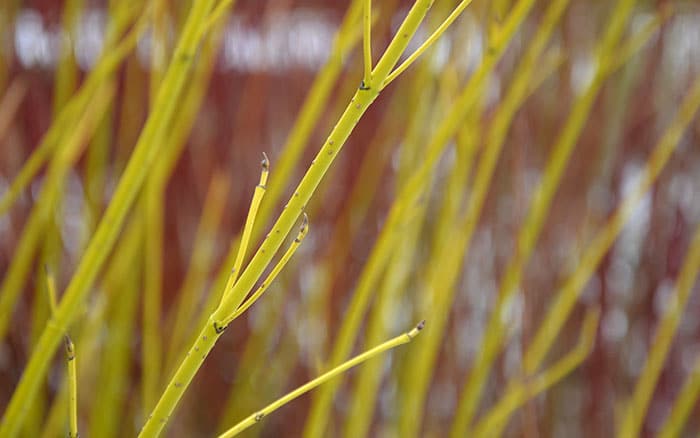 Cornus-sericea-‘Flaviramea’ Lavender-sprigs-in-lemon-drink