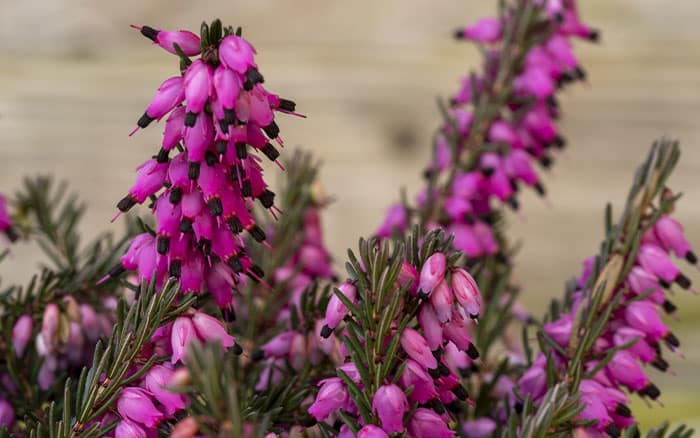 Erica-x-darylensis-(heather)-‘Kramer’s-Red’ Rose-petal-salad-2
