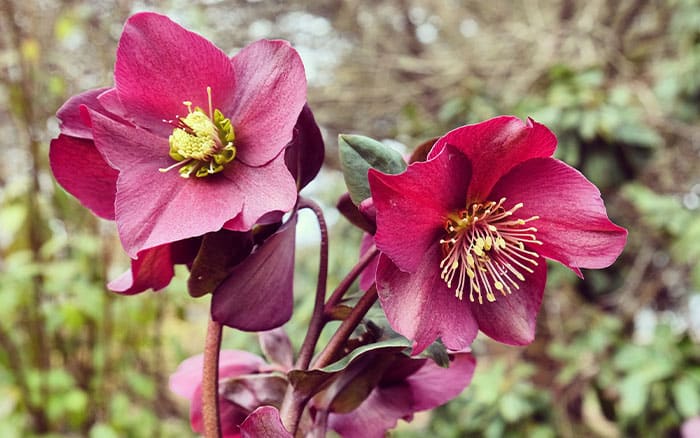 Helleborus-(hellebore)-‘Ice-N-Roses’ Rose-petal-salad-2