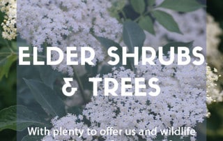 How to grow elder shrubs and trees in the garden