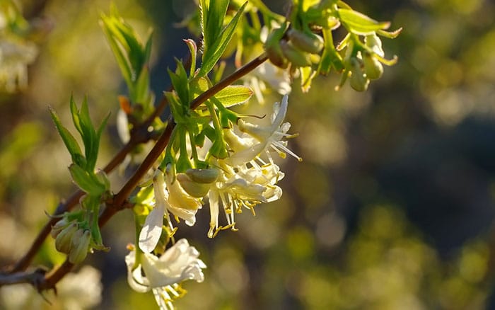 Lonicera fragrantissima winter flowering honeysuckle deer resistant plants