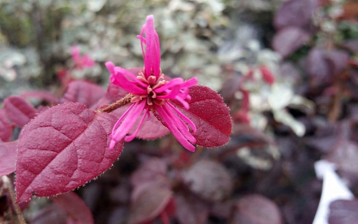 Loropetalum-chinensis-var.-rubrum-(Chinese-witch-hazel)-‘Fire-Dance’ Rose-petal-salad-2