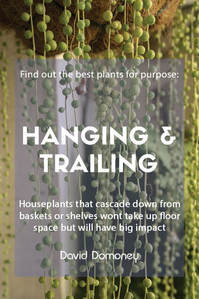 Plants for a purpose - Top hanging trailing houseplants