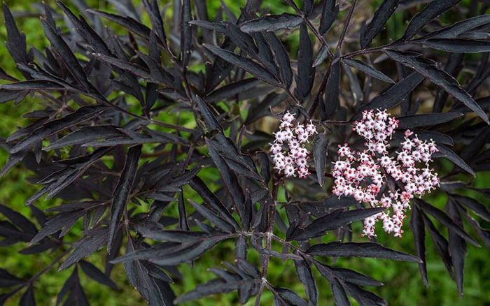 Sambucus-nigra-(elder)-‘Black-Lace’ Lavender-sprigs-in-lemon-drink