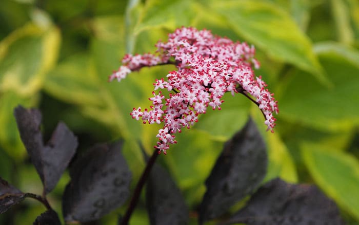 Sambucus-nigra-f.-porphyrophylla-(elder)-‘Guincho-Purple’ Lavender-sprigs-in-lemon-drink