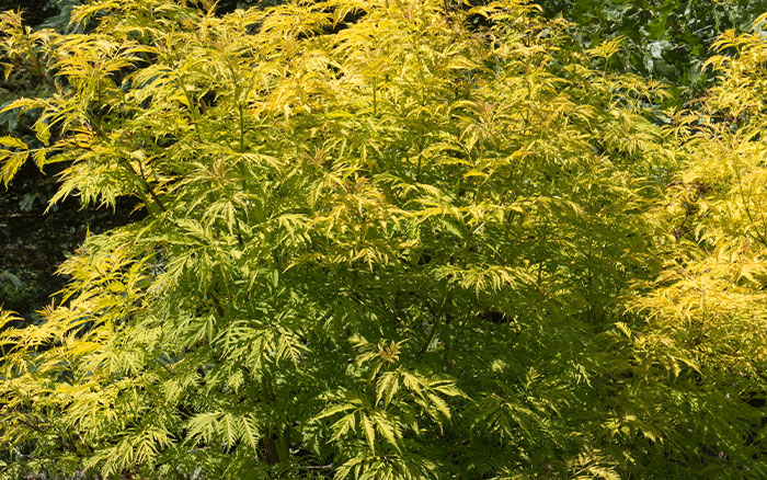 Sambucus-racemosa-(elder)-‘Sutherland-Gold’ Lavender-sprigs-in-lemon-drink