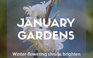 Top ten plants for January gardens
