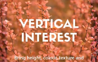 Top ten upright plants for vertical interest