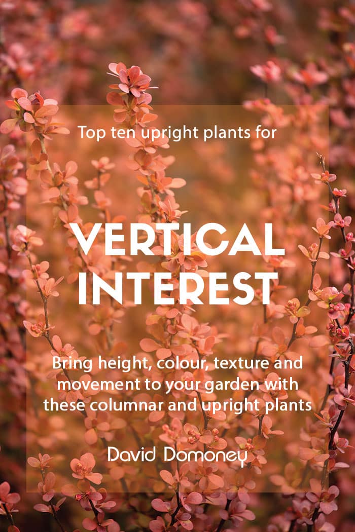 Top ten upright plants for vertical interest