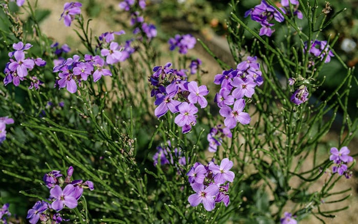 Lavender-sprigs-in-lemon-drink