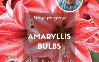 amaryllis houseplant feature