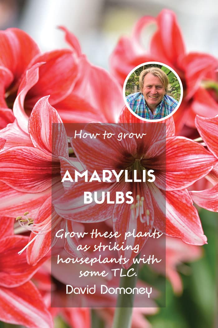 amaryllis houseplant feature