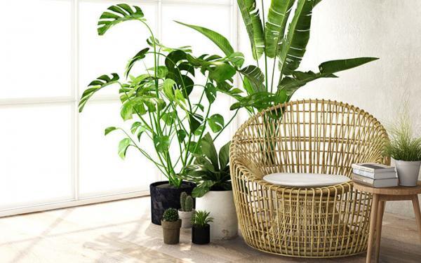 Houseplants-in-bedroom-with-rattan-furniture