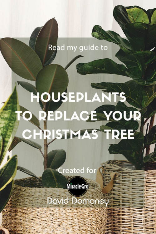 houseplants to replace your christmas tree - feature image