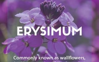 How to grow erysimum or wallflowers in the garden