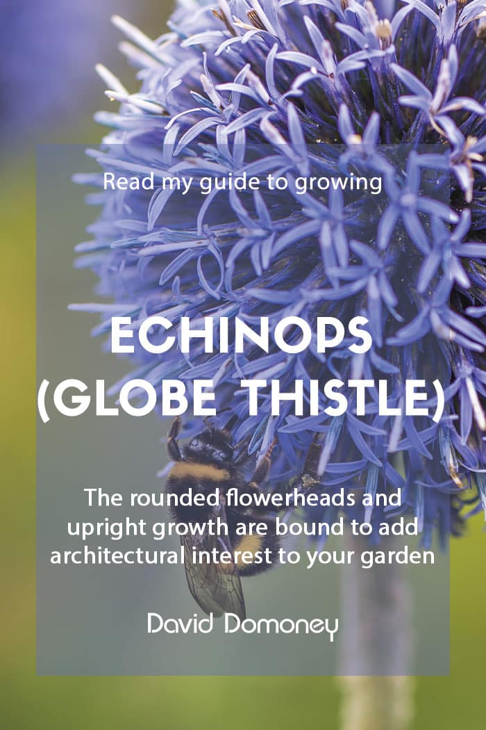 How to grow echinops globe thistle