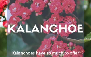 How to grow kalanchoe or flaming Katy in your home