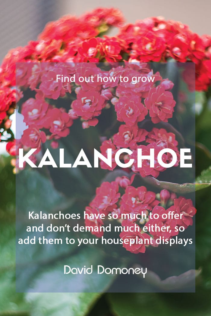 How to grow kalanchoe or flaming Katy in your home