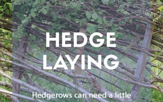 Living fences with hedgelaying