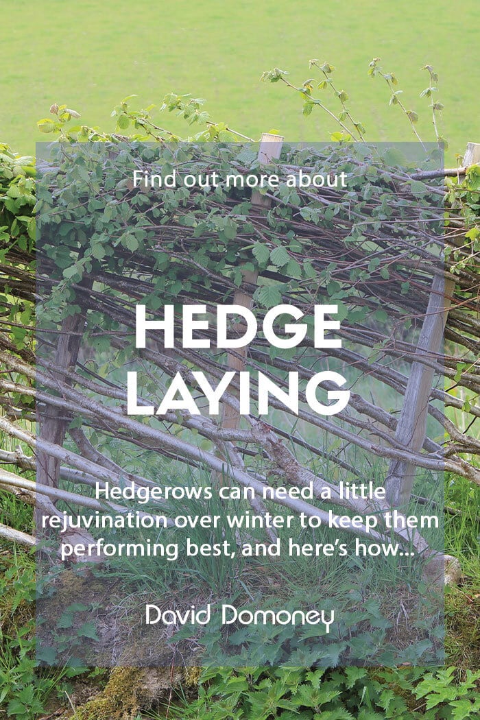 Living fences with hedgelaying