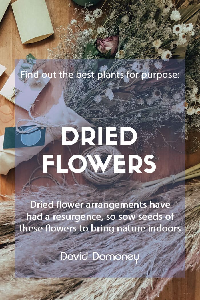 Plants for a purpose - Plants for dried flower arrangements