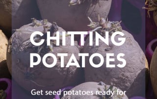 Top job for February - Chitting potatoes