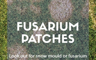 Top job for January - Look for snow mould and fusarium patches