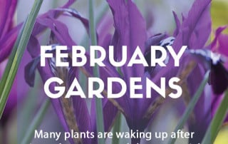 Top ten plants for February gardens