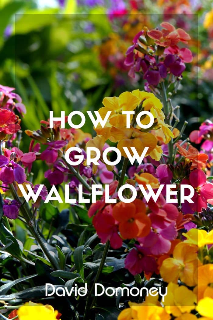 How to grow wallflower erysimum
