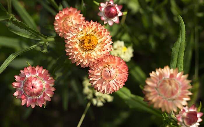 Xerochrysum-bracteatum-(strawflower-or-everlasting-flower) Rose-petal-salad-2
